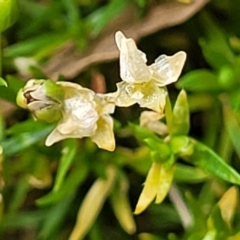 Sagina procumbens at Beechworth, VIC - 3 Jan 2024