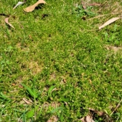 Sagina procumbens at Beechworth, VIC - 3 Jan 2024 12:20 PM