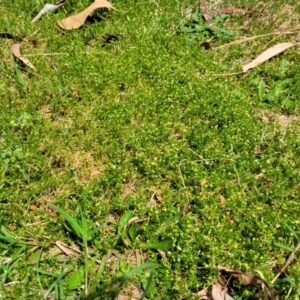 Sagina procumbens at Beechworth, VIC - 3 Jan 2024