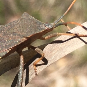 Amorbus rubiginosus at Lower Borough, NSW - 30 Dec 2023