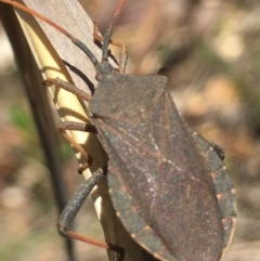 Amorbus rubiginosus at Lower Borough, NSW - 30 Dec 2023