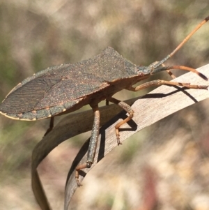 Amorbus rubiginosus at Lower Borough, NSW - 30 Dec 2023