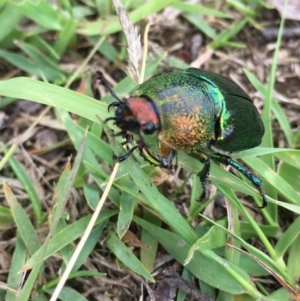 Lamprima aurata at Lower Borough, NSW - 1 Jan 2024