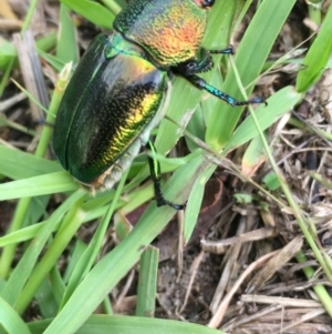 Lamprima aurata at Lower Borough, NSW - 1 Jan 2024