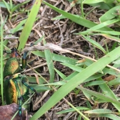 Lamprima aurata at Lower Borough, NSW - 1 Jan 2024 03:57 PM