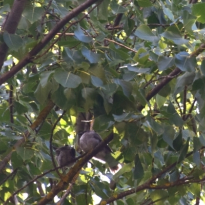 Philemon corniculatus (Noisy Friarbird) at Colac Colac, VIC - 29 Dec 2023 by LyndalT