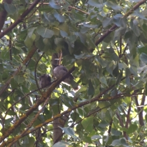 Philemon corniculatus at Colac Colac, VIC - 29 Dec 2023 09:23 AM