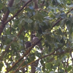 Philemon corniculatus at Colac Colac, VIC - 29 Dec 2023 09:23 AM