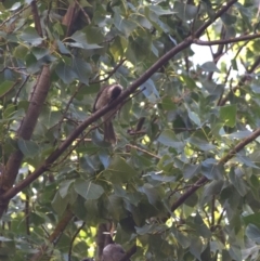 Philemon corniculatus at Colac Colac, VIC - 29 Dec 2023 09:23 AM