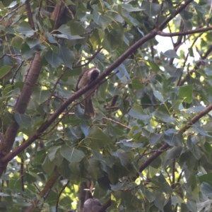 Philemon corniculatus at Colac Colac, VIC - 29 Dec 2023