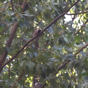 Philemon corniculatus at Colac Colac, VIC - 29 Dec 2023 09:23 AM