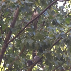 Philemon corniculatus at Colac Colac, VIC - 29 Dec 2023 09:23 AM