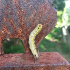 Lepidoptera unclassified IMMATURE (caterpillar or pupa or cocoon) at Lower Borough, NSW - 28 Dec 2023 by mcleana