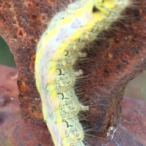 Lepidoptera unclassified IMMATURE at Lower Borough, NSW - 28 Dec 2023 04:13 PM