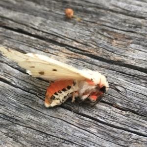 Ardices canescens at Lower Borough, NSW - 28 Dec 2023 04:32 PM