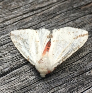 Ardices canescens at Lower Borough, NSW - 28 Dec 2023