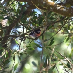 Petroica boodang (Scarlet Robin) at Colac Colac, VIC - 28 Dec 2023 by LyndalT