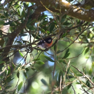 Petroica boodang (Scarlet Robin) at Colac Colac, VIC - 28 Dec 2023 by LyndalT