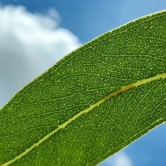 Eucalyptus mannifera subsp. mannifera (Brittle Gum) at Campbell, ACT - 3 Jan 2024 by Steve818