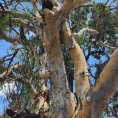 Eucalyptus mannifera subsp. mannifera at Mount Ainslie - 3 Jan 2024