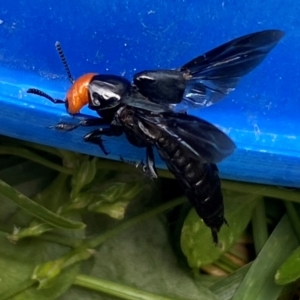 Creophilus erythrocephalus at QPRC LGA - 3 Jan 2024