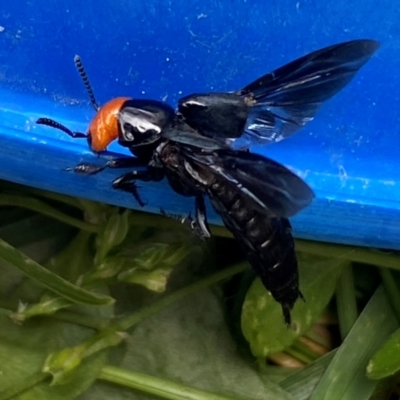 Creophilus erythrocephalus (Devil's coach horse, Rove beetle) at Jerrabomberra, NSW - 3 Jan 2024 by SteveBorkowskis