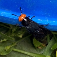 Creophilus erythrocephalus at QPRC LGA - 3 Jan 2024