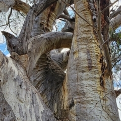 Eucalyptus rossii (Inland Scribbly Gum) at Mount Ainslie - 3 Jan 2024 by Steve818