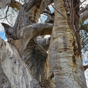 Eucalyptus rossii at Mount Ainslie - 3 Jan 2024 01:32 PM