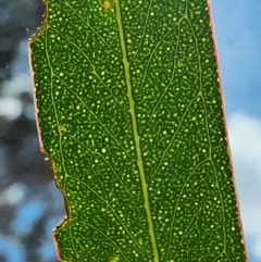 Eucalyptus rossii at Mount Ainslie - 3 Jan 2024