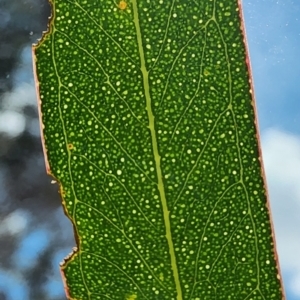 Eucalyptus rossii at Mount Ainslie - 3 Jan 2024 01:32 PM