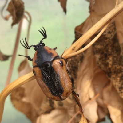 Chondropyga dorsalis (Cowboy beetle) at Lower Borough, NSW - 28 Dec 2023 by mcleana