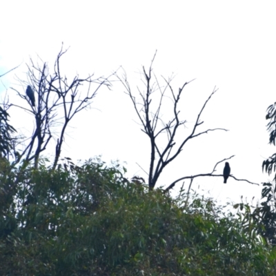 Eurystomus orientalis (Dollarbird) at Colac Colac, VIC - 29 Dec 2023 by LyndalT