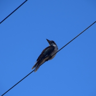 Dacelo novaeguineae (Laughing Kookaburra) at Colac Colac, VIC - 29 Dec 2023 by LyndalT