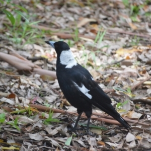 Gymnorhina tibicen at Kiama, NSW - 3 Jan 2024 12:00 PM