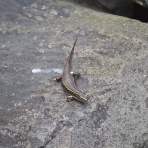 Eulamprus quoyii at Kiama, NSW - 3 Jan 2024