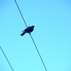 Gymnorhina tibicen (Australian Magpie) at Colac Colac, VIC - 31 Dec 2023 by LyndalT