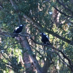 Gymnorhina tibicen at Colac Colac, VIC - 31 Dec 2023