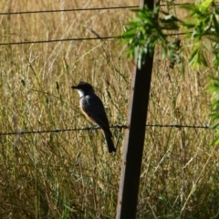 Pachycephala rufiventris (Rufous Whistler) at Colac Colac, VIC - 31 Dec 2023 by LyndalT