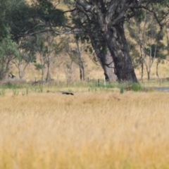 Egretta novaehollandiae (White-faced Heron) at Nariel Valley, VIC - 1 Jan 2024 by LyndalT