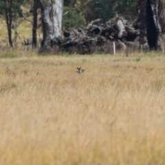 Egretta novaehollandiae at Nariel Valley, VIC - 1 Jan 2024