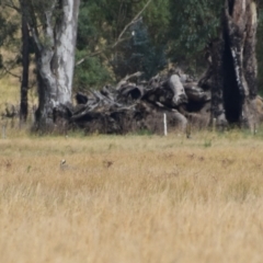 Egretta novaehollandiae at Nariel Valley, VIC - 1 Jan 2024