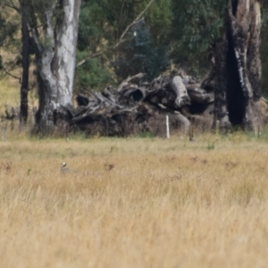 Egretta novaehollandiae at Nariel Valley, VIC - 1 Jan 2024 08:40 AM