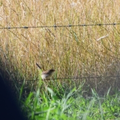 Malurus cyaneus (Superb Fairywren) at Colac Colac, VIC - 31 Dec 2023 by LyndalT