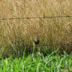 Malurus cyaneus at Colac Colac, VIC - 31 Dec 2023