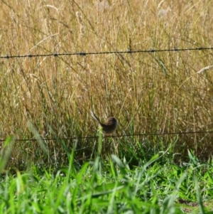 Malurus cyaneus at Colac Colac, VIC - 31 Dec 2023 06:16 PM