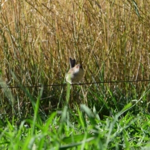 Malurus cyaneus at Colac Colac, VIC - 31 Dec 2023