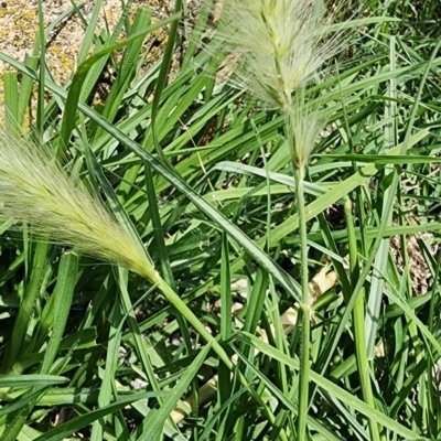 Cenchrus longisetus (Feathertop Grass) at Acton, ACT - 3 Jan 2024 by Steve818