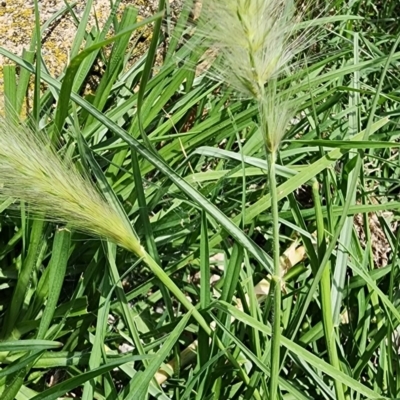 Cenchrus longisetus (Feathertop Grass) at Lake Burley Griffin West - 3 Jan 2024 by Steve818