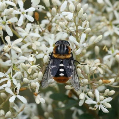 Scaptia (Scaptia) auriflua (A flower-feeding march fly) at Bombay, NSW - 2 Jan 2024 by jb2602